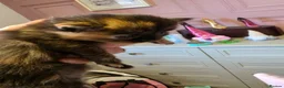 Mixed Breed cats for sale: Kittens for sale mixed litter  - Advert 10