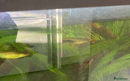 Platies fish for sale: Adult platte fish  - Image 5
