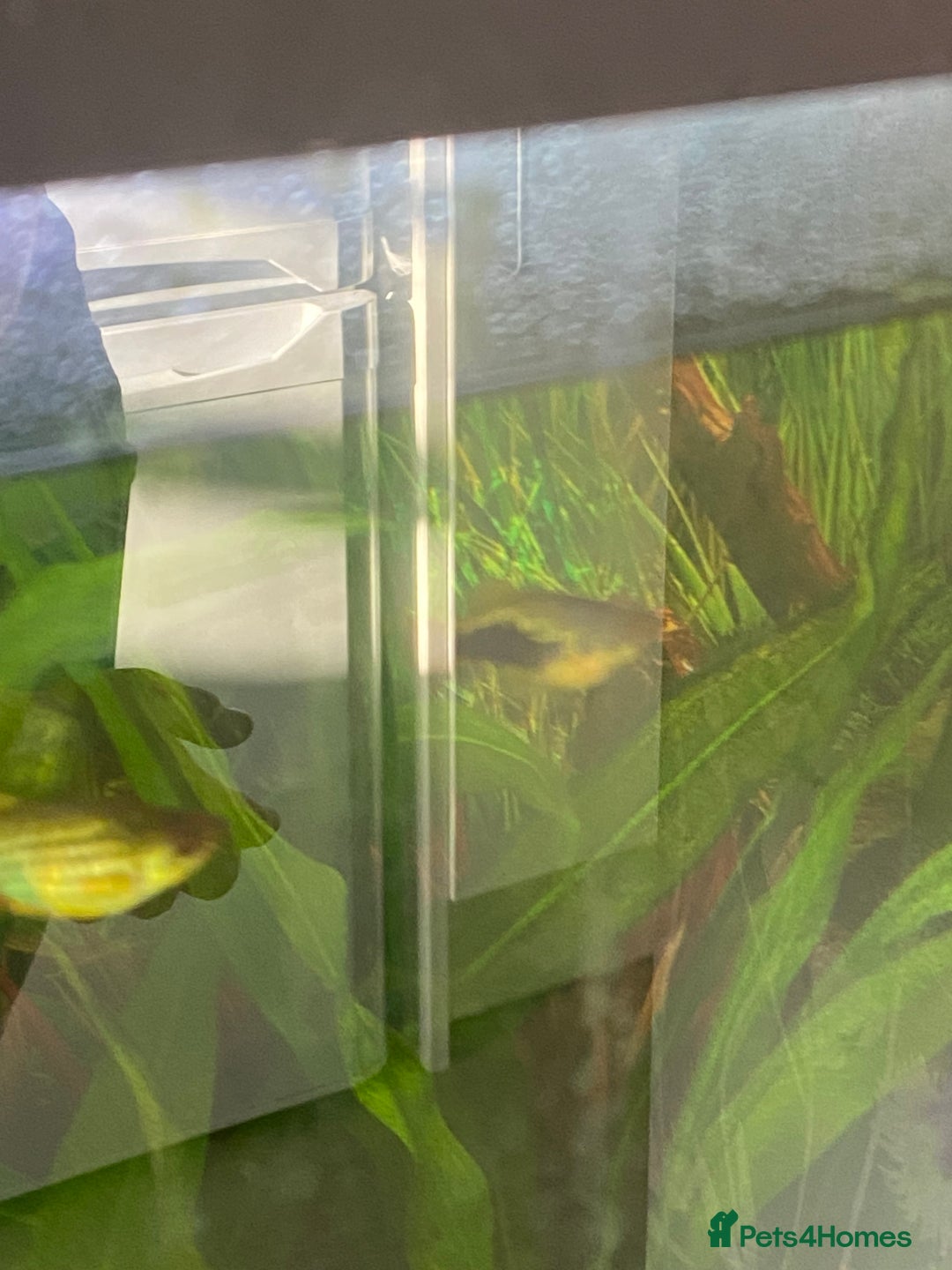Platies fish for sale: Adult platte fish  - Image 5
