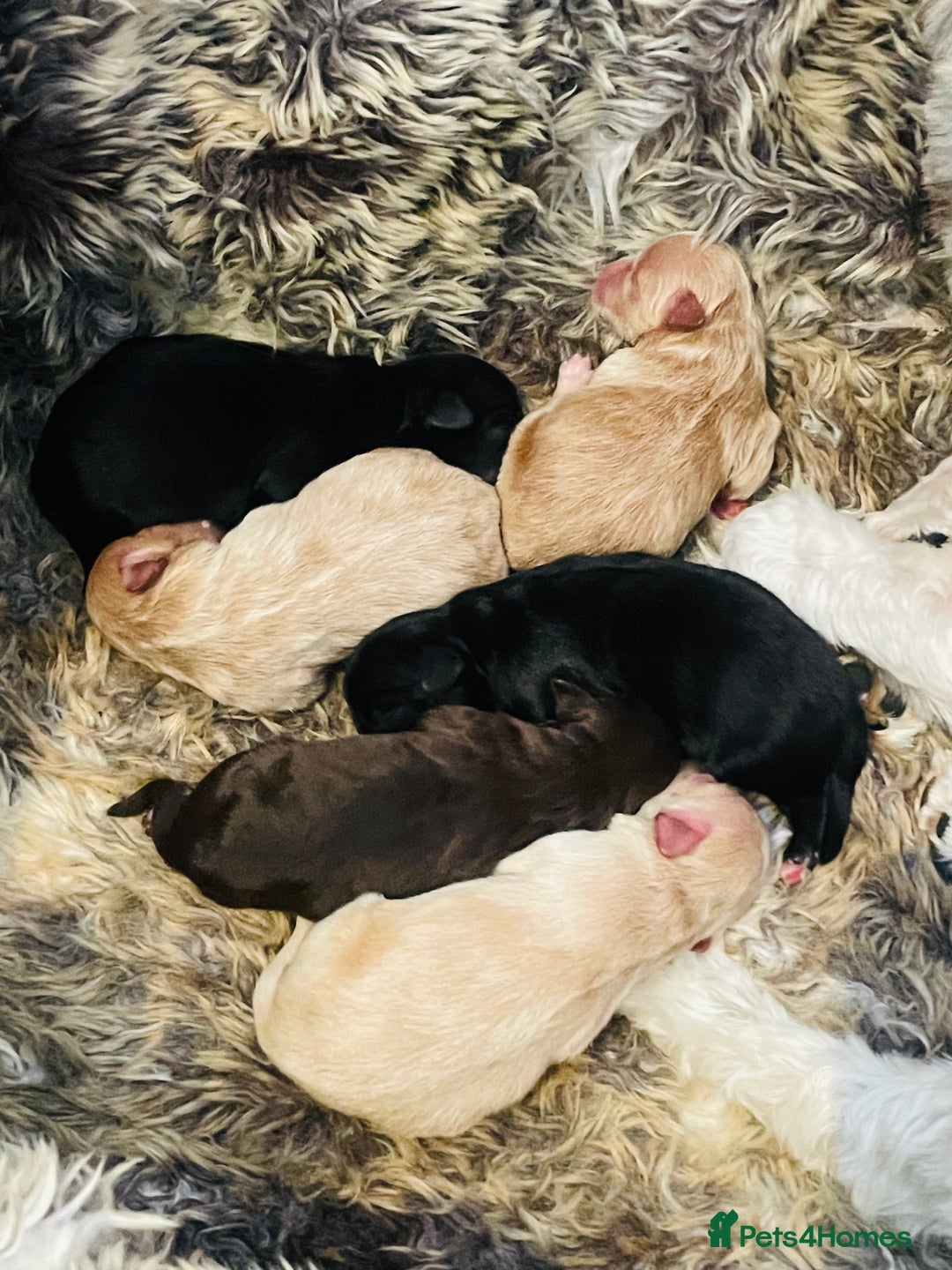 Shih Tzu dogs for sale: TINY Asian small toy Shipoo’s ADORABLE  - Image 13