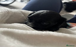 Mixed Breed dogs for sale: Maltese cross Chinese crested puppies for sale - Image 12