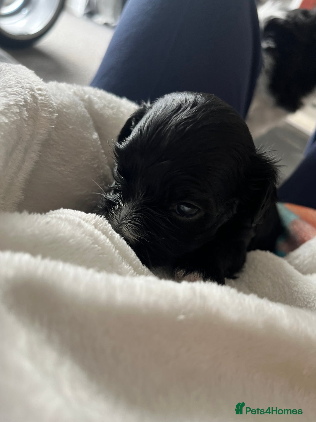 Mixed Breed dogs for sale: Maltese cross Chinese crested puppies for sale - Image 12