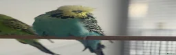 Budgerigars birds for sale: 2026 baby budgies & adult budgies  - Advert 15