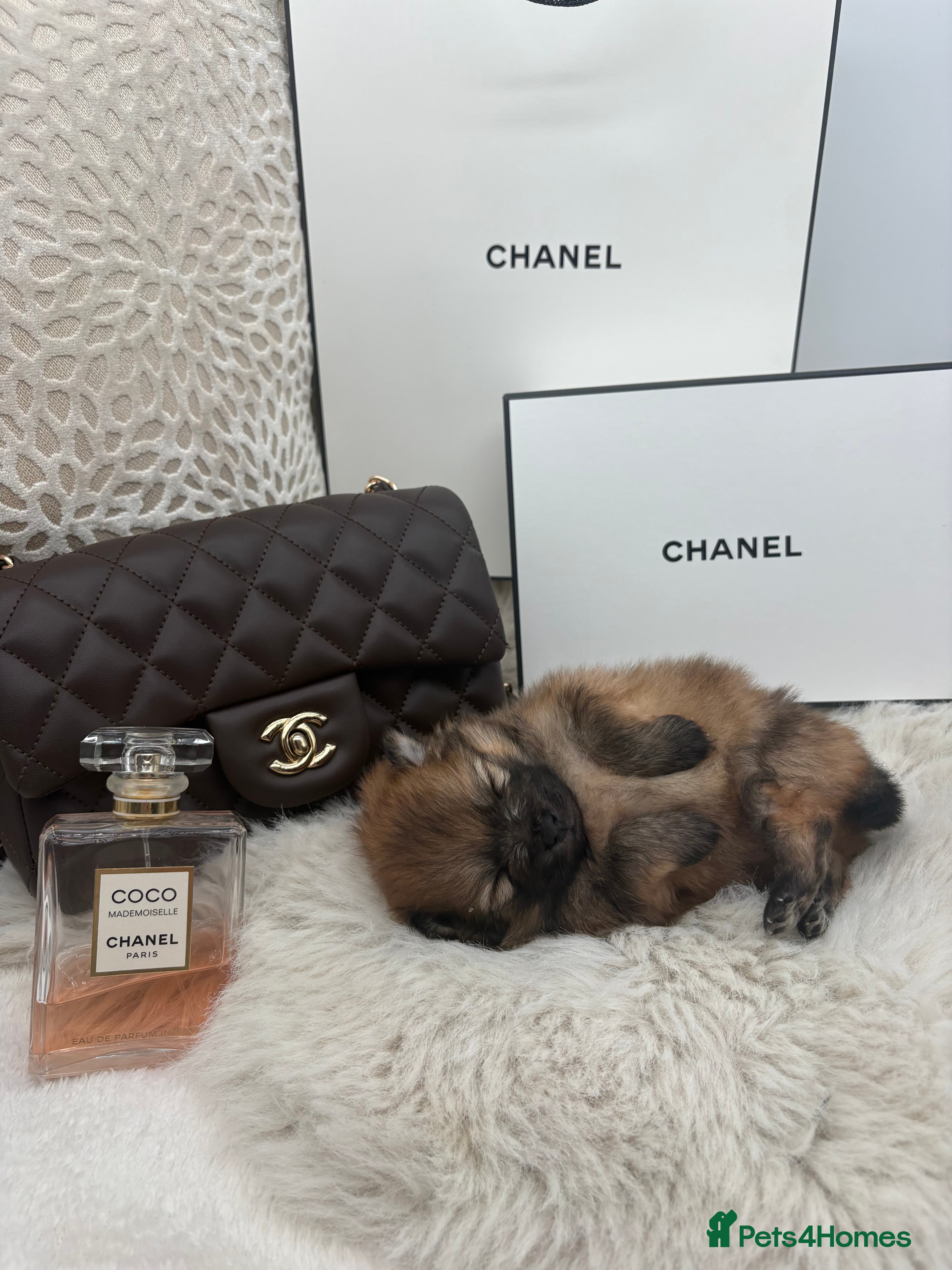 Pomeranian dogs for sale: Beautiful pomerian puppys ready now🐻 - Advert 21