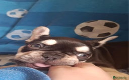 French Bulldog dogs for sale: 3 beautiful French bulldog girls - Image 9