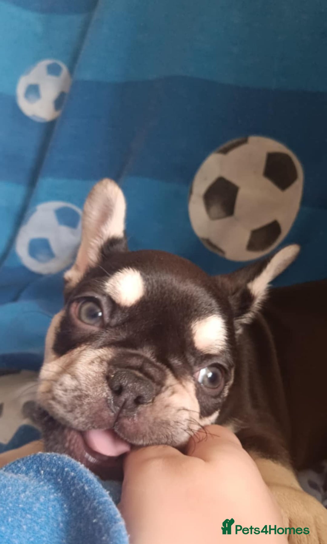 French Bulldog dogs for sale: 3 beautiful French bulldog girls - Image 9