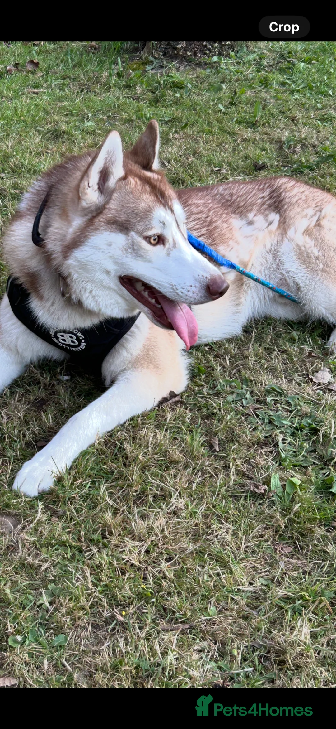 Siberian Husky dogs for sale: Buster - Advert 2