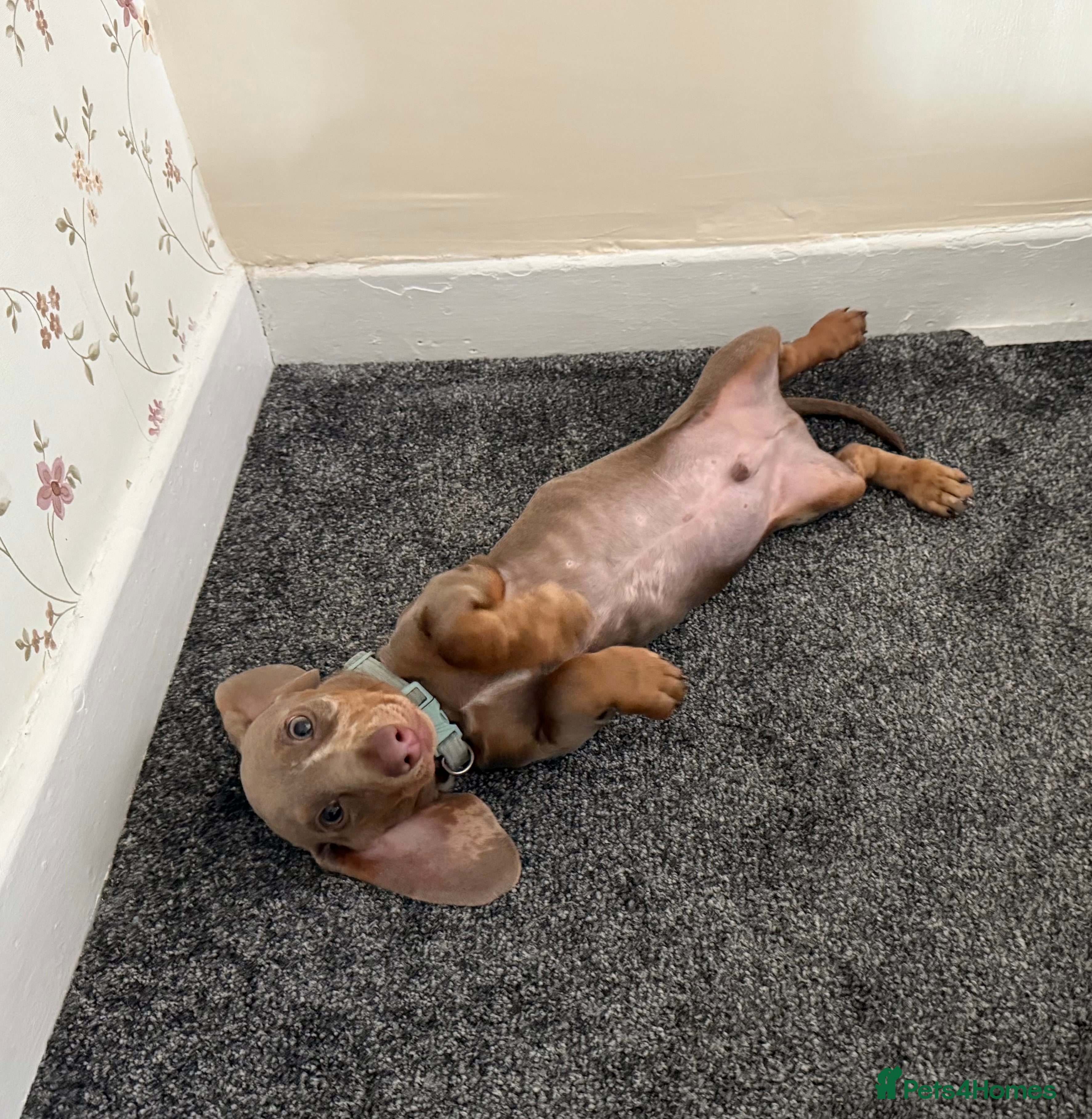 Miniature Dachshund dogs Miniature dachshund - Advert 6