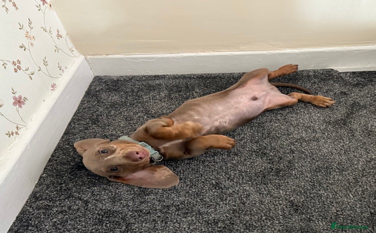 Miniature Dachshund dogs Miniature dachshund - Advert 1