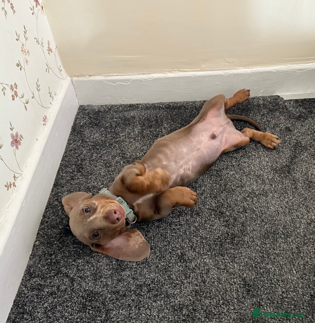 Miniature Dachshund dogs for sale: Miniature dachshund - Advert 1