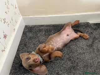 Miniature Dachshund dogs Miniature dachshund - Advert 1