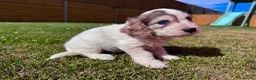 Cockapoo dogs for sale: Beautiful F1 Cockapoo Babies 🐾🐾🐾 - Advert 29