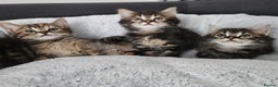 Mixed Breed cats for sale: MaineCoon x Ragdoll kittens - Advert 6