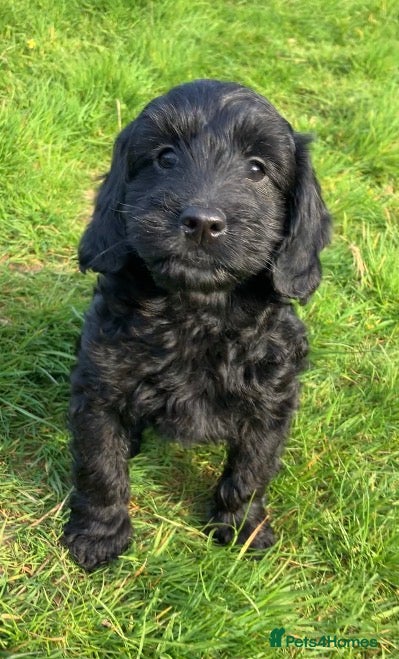 Cockapoo dogs ** READY TO FIND THEIR FOREVER HOMES NOW** - Advert 4