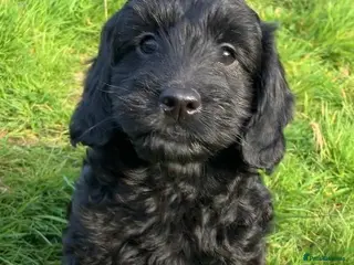 Cockapoo dogs ** READY TO FIND THEIR FOREVER HOMES NOW** - Advert 15
