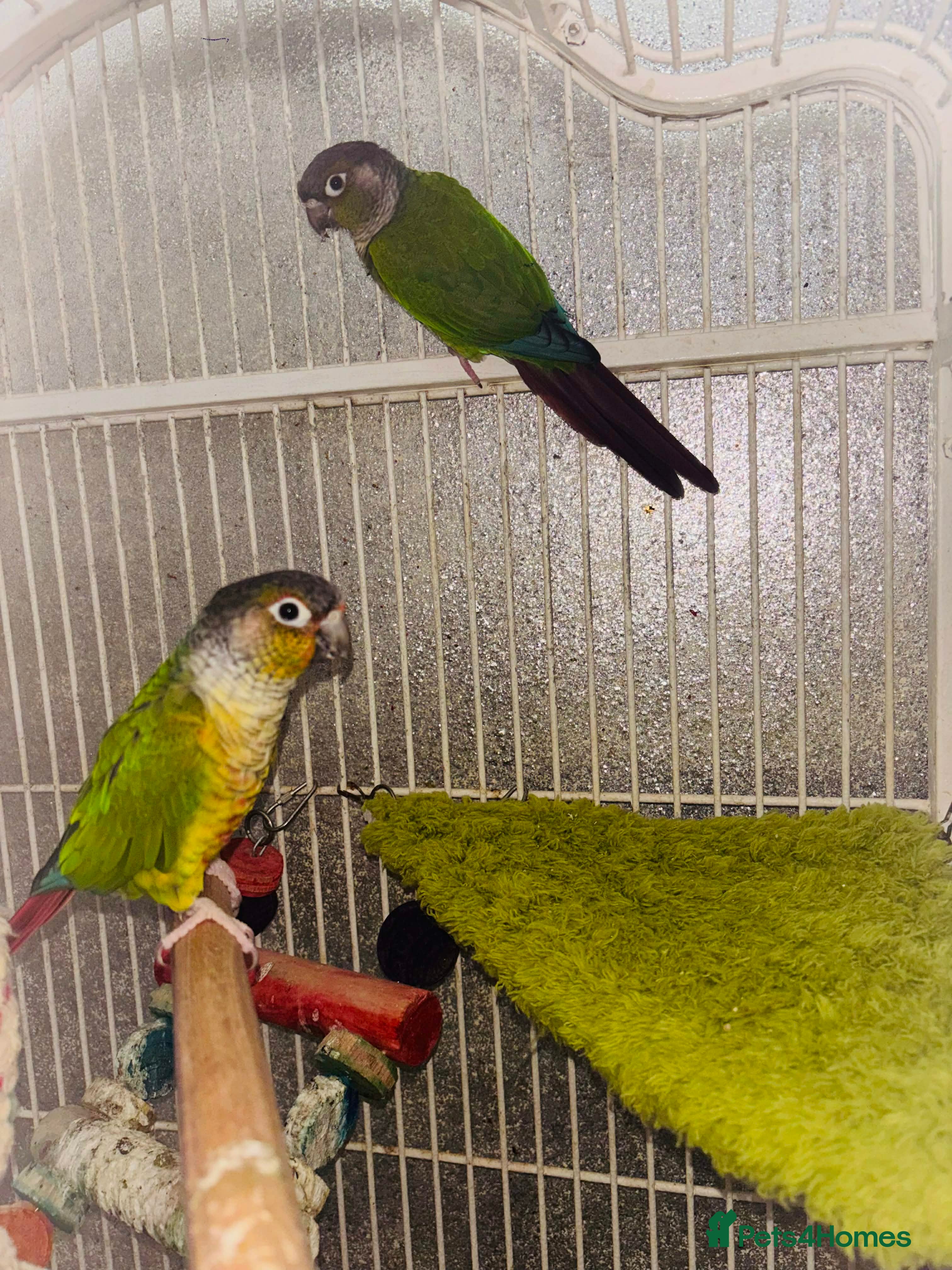 Conures birds GREEN-CHEEK CONURE - Advert 1