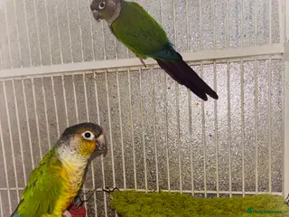 Conures birds GREEN-CHEEK CONURE - Advert 3