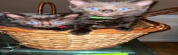 Mixed Breed cats for sale: Stunning ragdoll mix kittens  - Advert 17