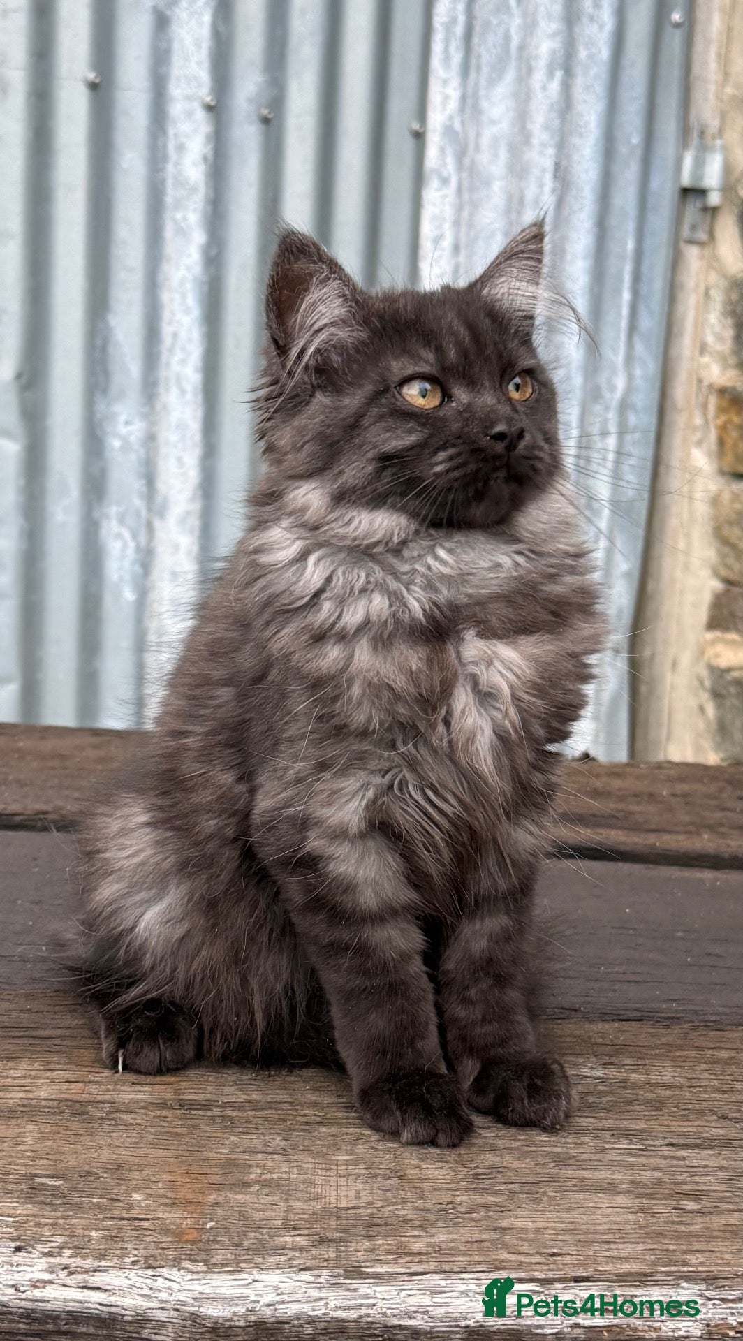 Maine Coon cats Stunning Maine coon x kitten  - Advert 1