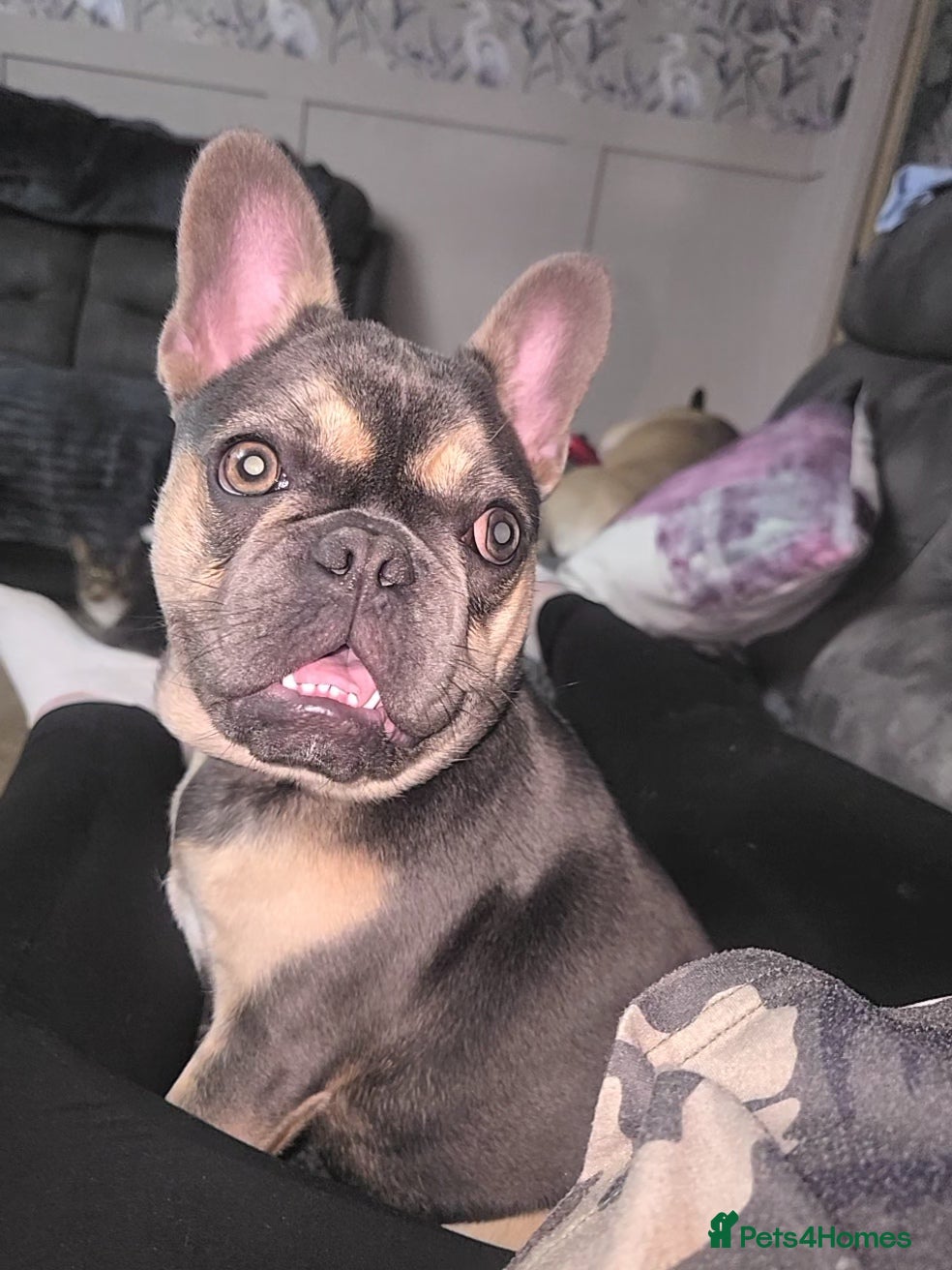 French Bulldog dogs 6 month old female frenchie  - Advert 1