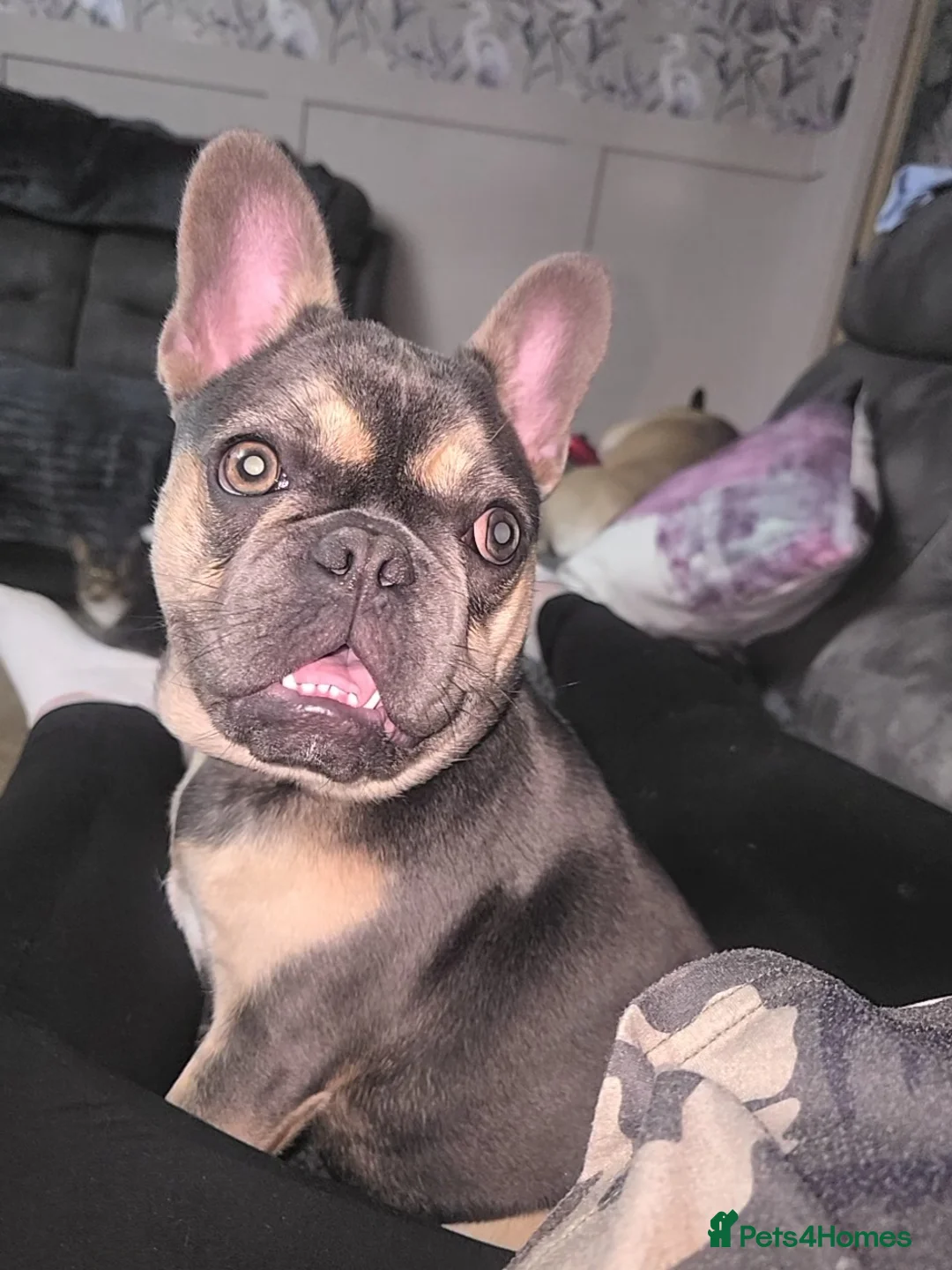 French Bulldog dogs for sale: 6 month old female frenchie  - Advert 1