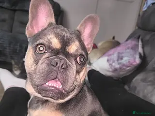 French Bulldog dogs 6 month old female frenchie - Advert 1