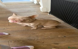 French Bulldog dogs for sale: Playful lilac frenchie 2 years old, family dog - Image 4