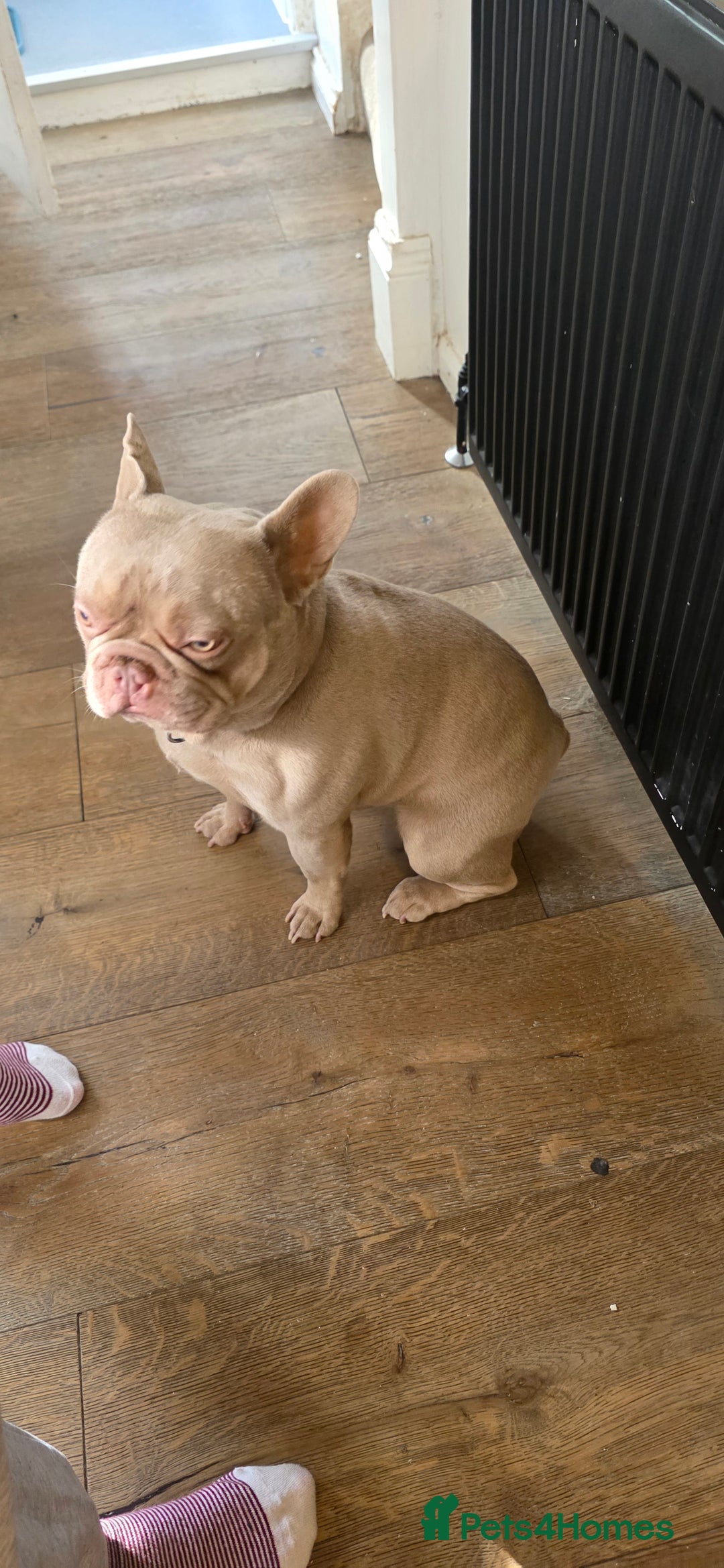French Bulldog dogs for sale: Playful lilac frenchie 2 years old, family dog - Image 4