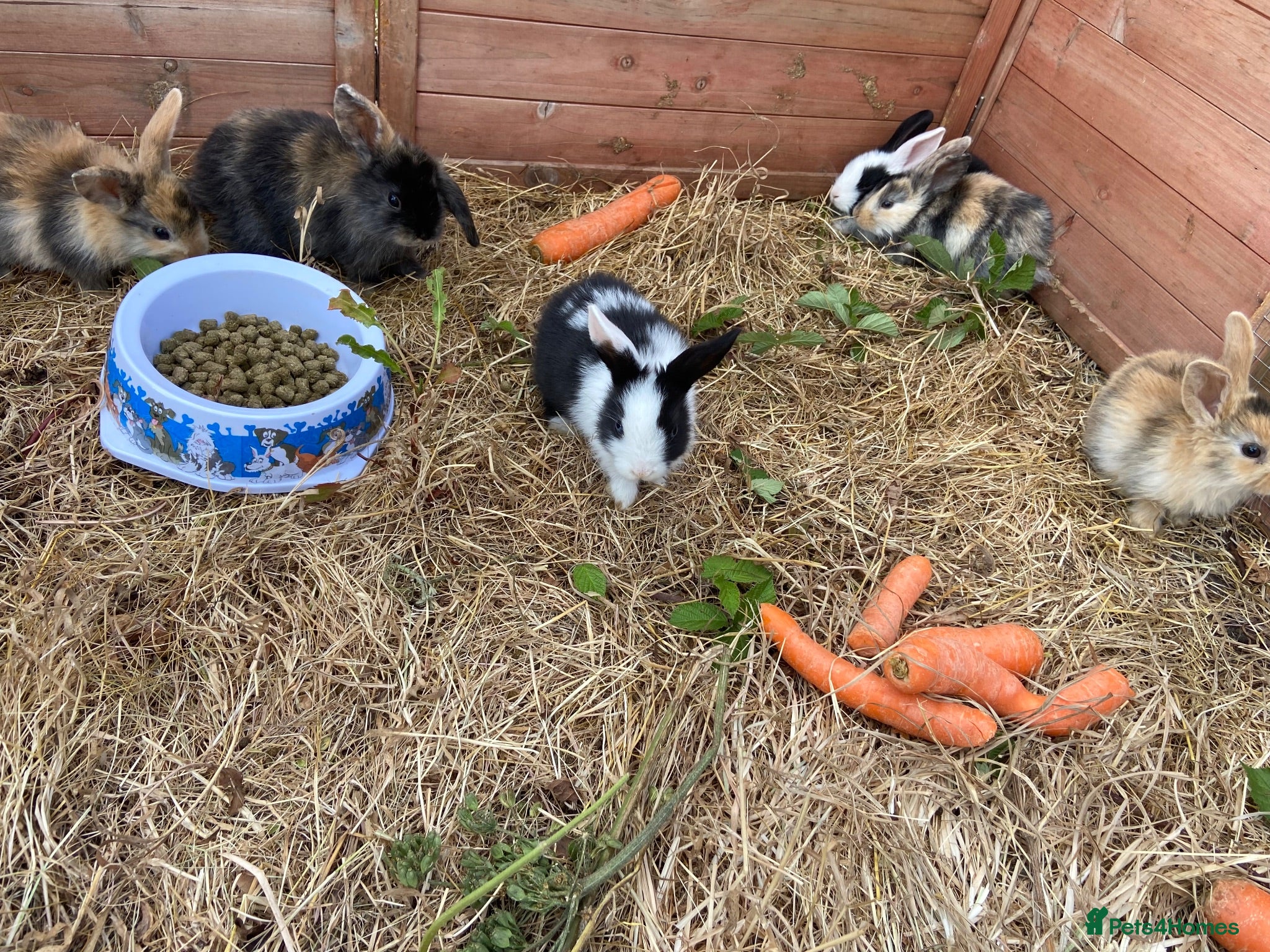 Mixed Breed rabbits  Mini lion lops  - Advert 12