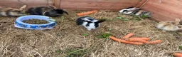 Mixed Breed rabbits for sale:  Mini lion lops  - Advert 1