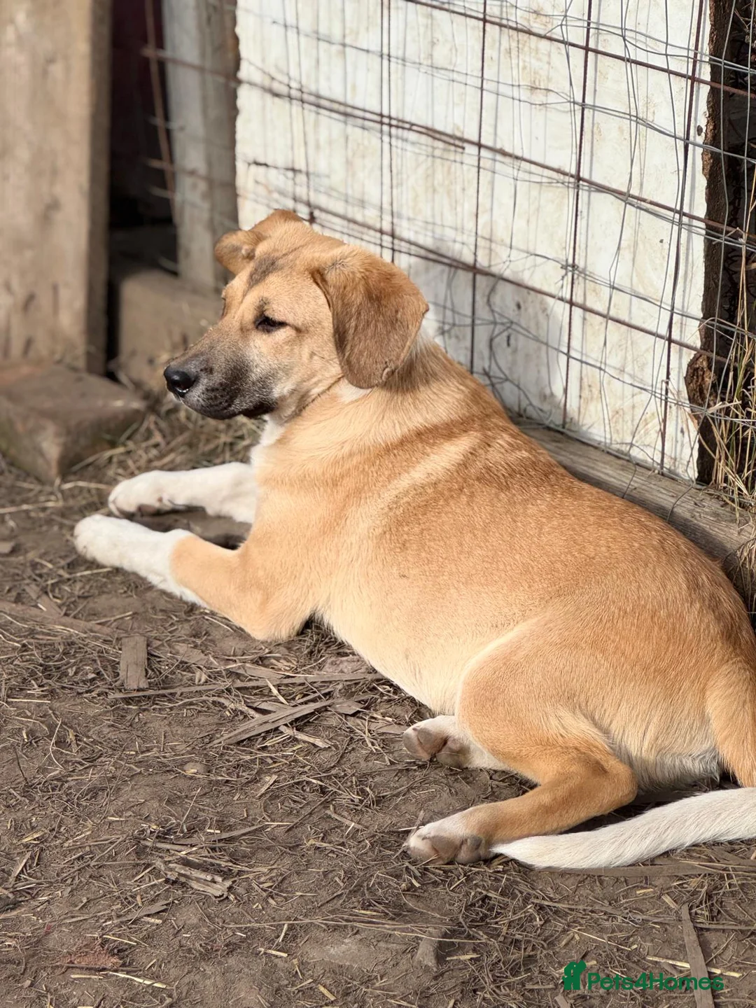 Mixed Breed dogs for adoption: JERRY – a Golden-Hearted Boy with a Playful Spirit - Advert 7
