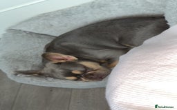 French Bulldog dogs for sale: New home for Bambi - Image 2