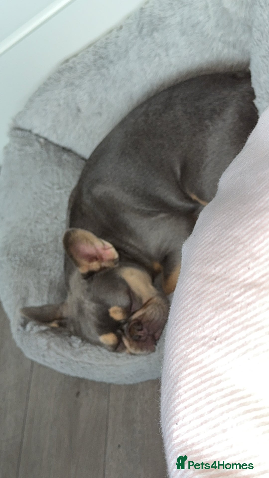 French Bulldog dogs for sale: New home for Bambi - Image 2