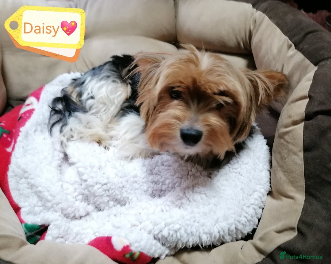 Biewer Terrier dogs for adoption: 🏠❤️ Biewer Puppies Looking for Loving homes - Advert 10