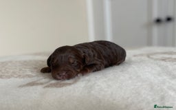Bordoodle dogs for sale: OUTSTANDING *TRI COLOUR* MINIATURE BORDOODLES - Image 38