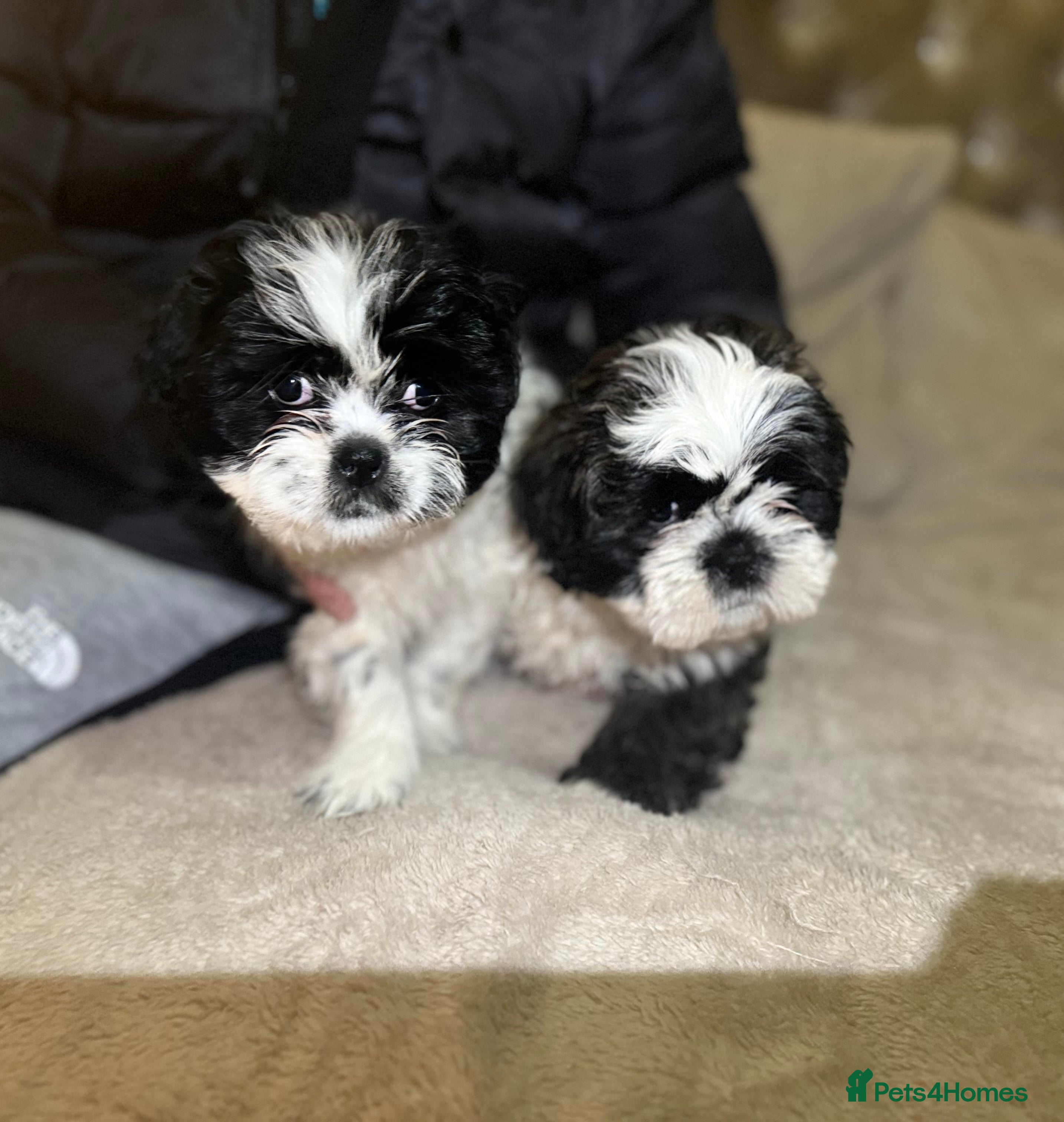 Shih Tzu dogs 2 shih tzu boys left - Advert 8