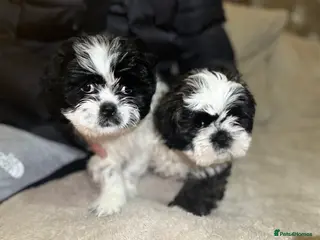 Shih Tzu dogs 2 shih tzu boys left - Advert 8
