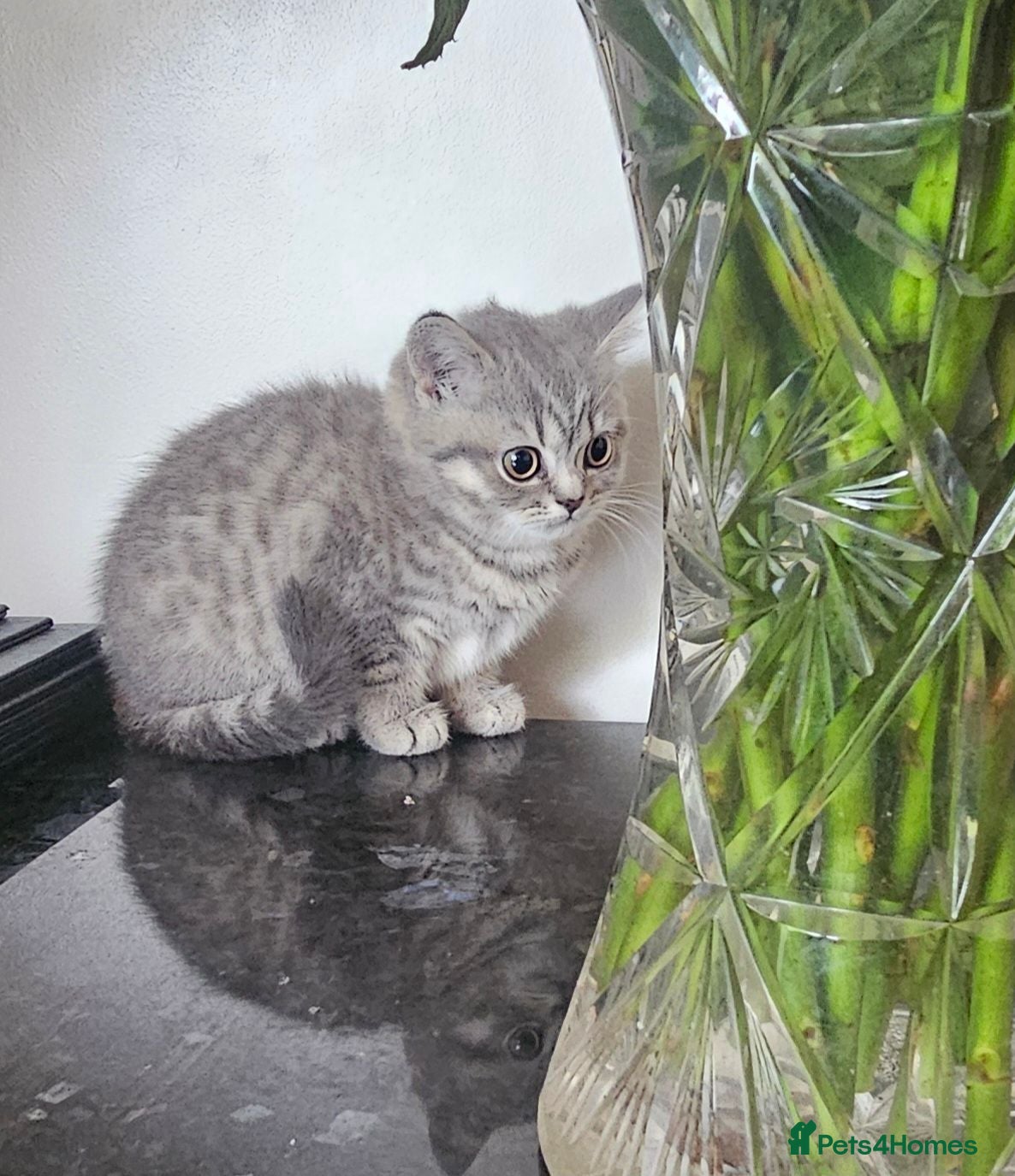 British Shorthair cats British shorthair female - Advert 13