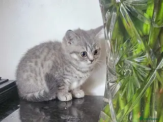 British Shorthair cats British shorthair female - Advert 13
