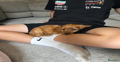 Cockapoo dogs - Advert 8