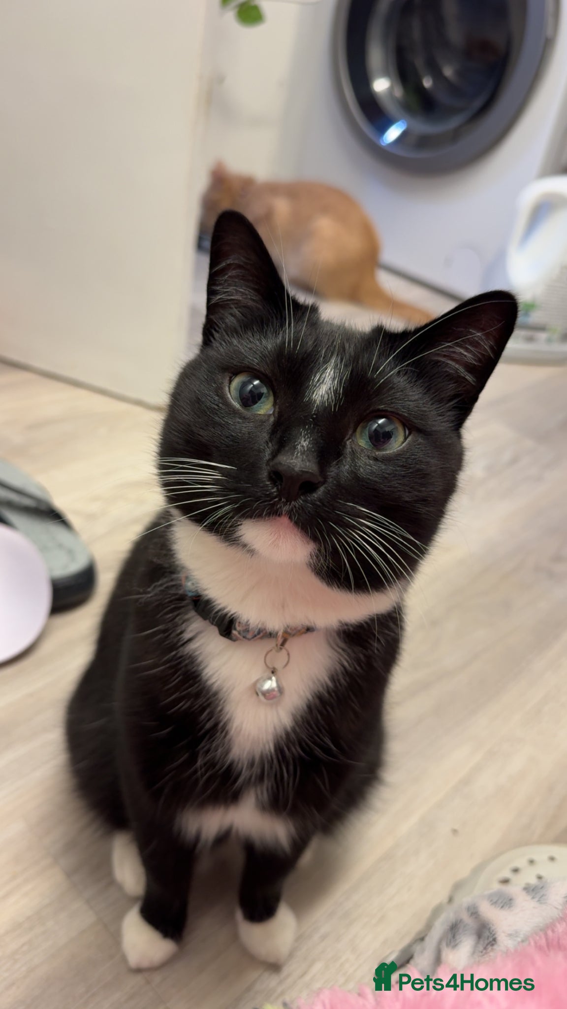 Mixed Breed cats Tommy 4yr/o tuxedo cat rehome - Advert 1