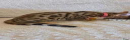 Bengal cats for sale: READY NOW FULL BENGAL KITTENS TICA REGISTERED  in Whitby - Advert 11