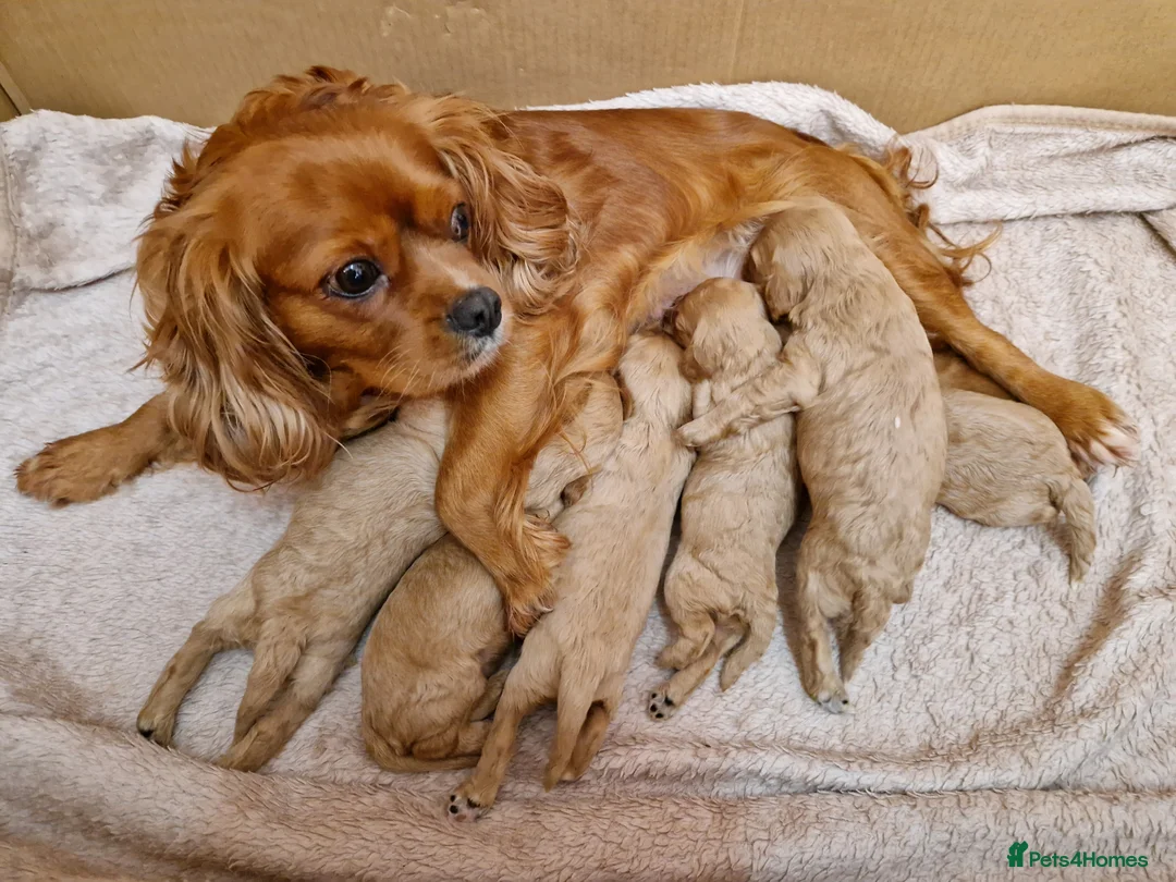 Cavapoo dogs for sale: Cavapoo Bundles of Joy 🥰 - Advert 15