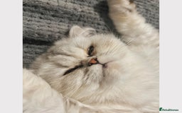 Persian cats for sale: Persian Kittens for Sale 💙✨ - Image 6
