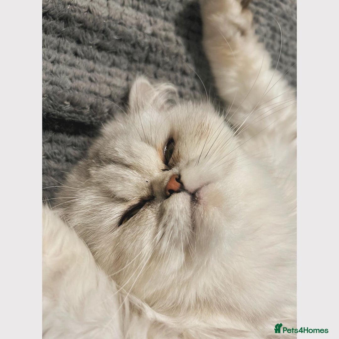 Persian cats for sale: Persian Kittens for Sale 💙✨ - Image 6