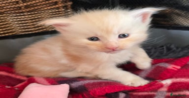 Maine Coon cats - Advert 4
