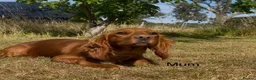 Cocker Spaniel dogs for sale: The best of both worlds Cocker Spaniel Puppies in Melton Mowbray - Advert 6