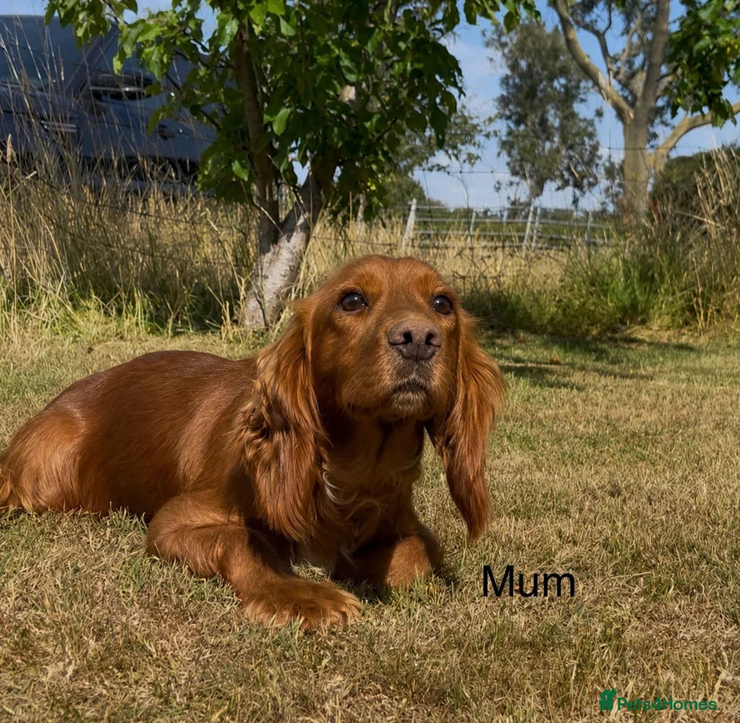 Cocker Spaniel dogs for sale: The best of both worlds Cocker Spaniel Puppies in Melton Mowbray - Advert 6