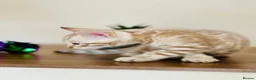 Bengal cats for sale: ⭐⭐⭐ Pedigree Bengal TICA registered Kittens ⭐⭐⭐ - Advert 23