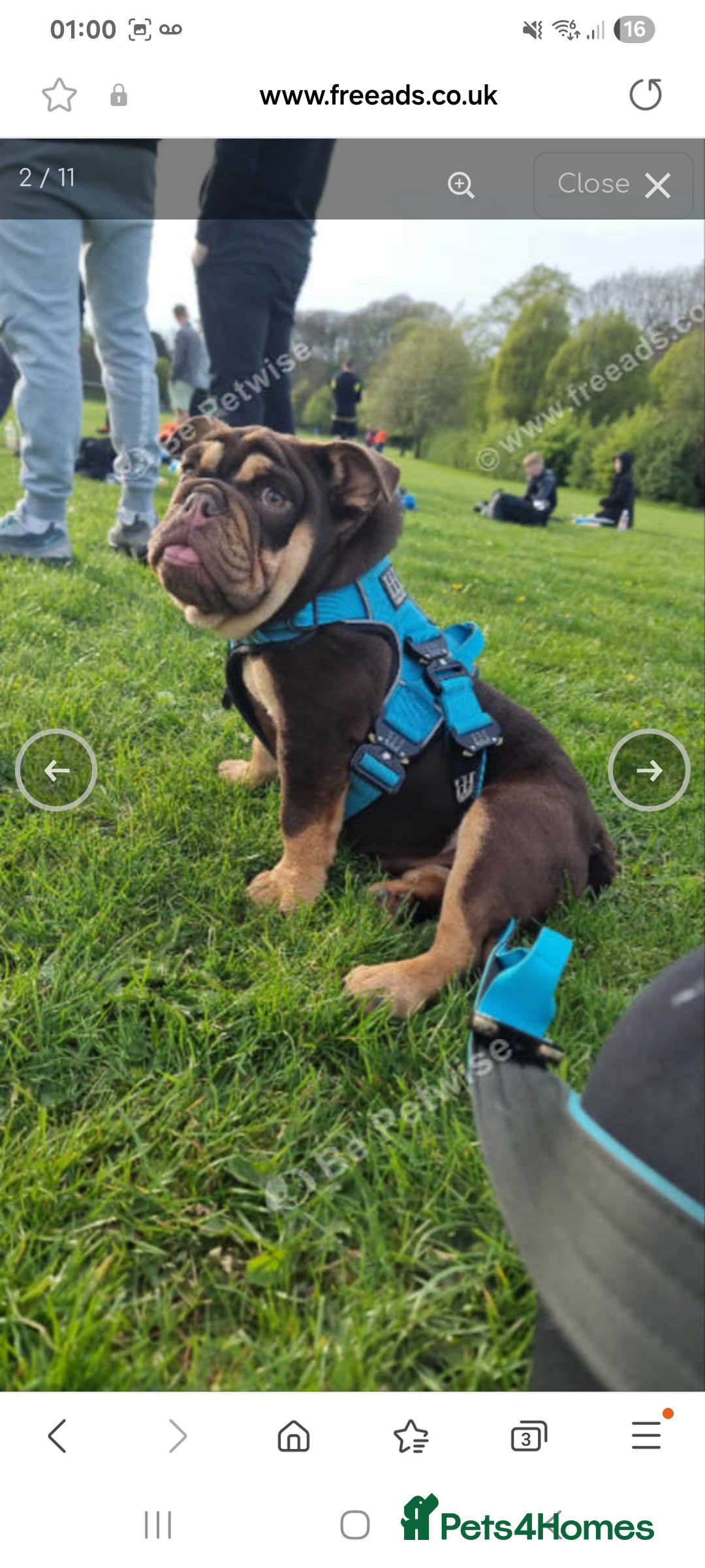 English Bulldog dogs for sale: English bulldog Male  - Image 3